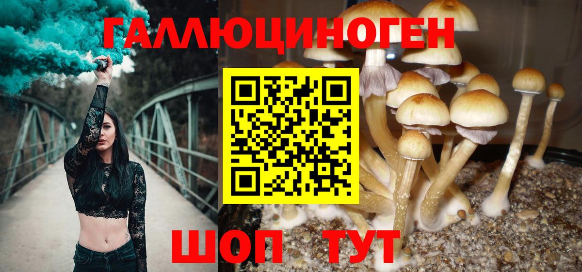 Коркино  Псилоцибиновые грибы Psilocybe  Вход с VPN  Галлюциногенные грибы Psilocybe 